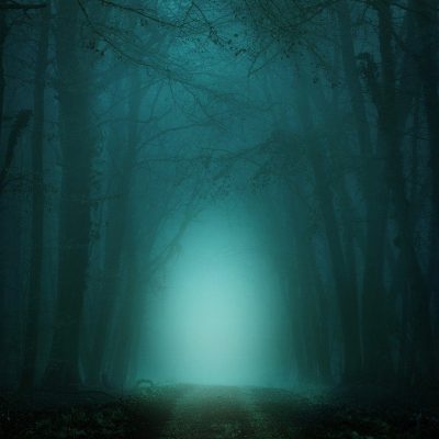 forest, away, fog